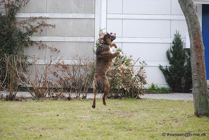 Olde english bulldogge Østergaards Louise billede 8