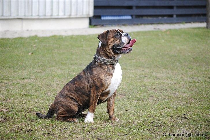 Olde english bulldogge Østergaards Louise billede 9