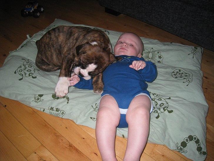 Olde english bulldogge Østergaards Louise billede 10