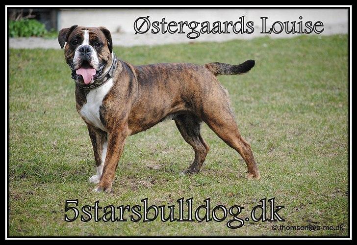 Olde english bulldogge Østergaards Louise billede 1