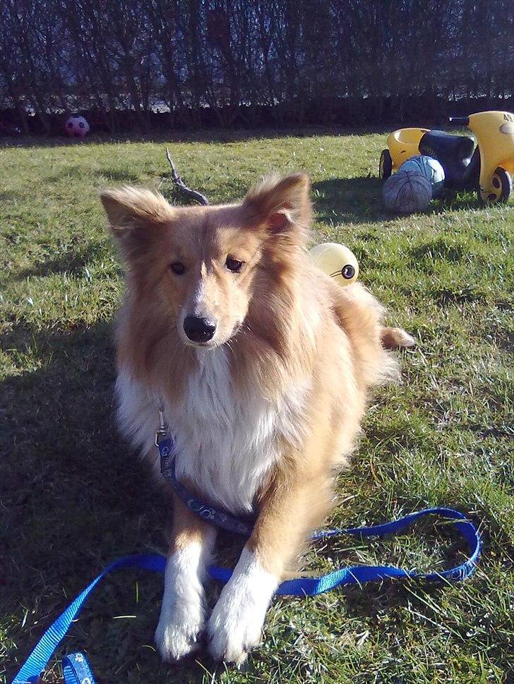 Shetland sheepdog Trunte<3 - VELKOMMEN TIL TRUNTE'S PROFIL :D
Lige da hun var kommet hjem til mig. billede 1