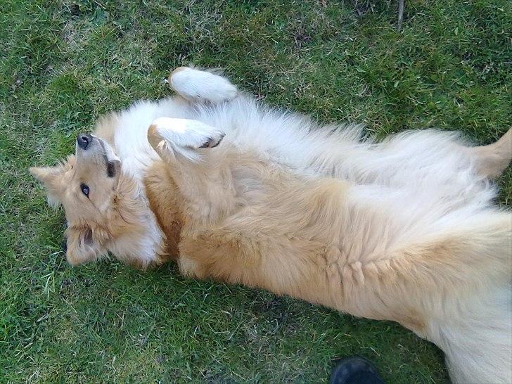 Shetland sheepdog Trunte<3 - Jeg ruller mig :)
en time efter hun var kommer hjem til mig. billede 2