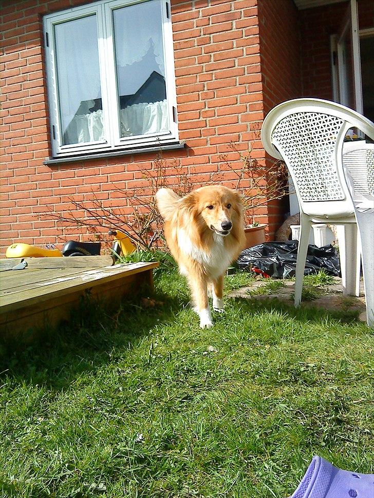 Shetland sheepdog Trunte<3 - Jeg kommer nu :) billede 3
