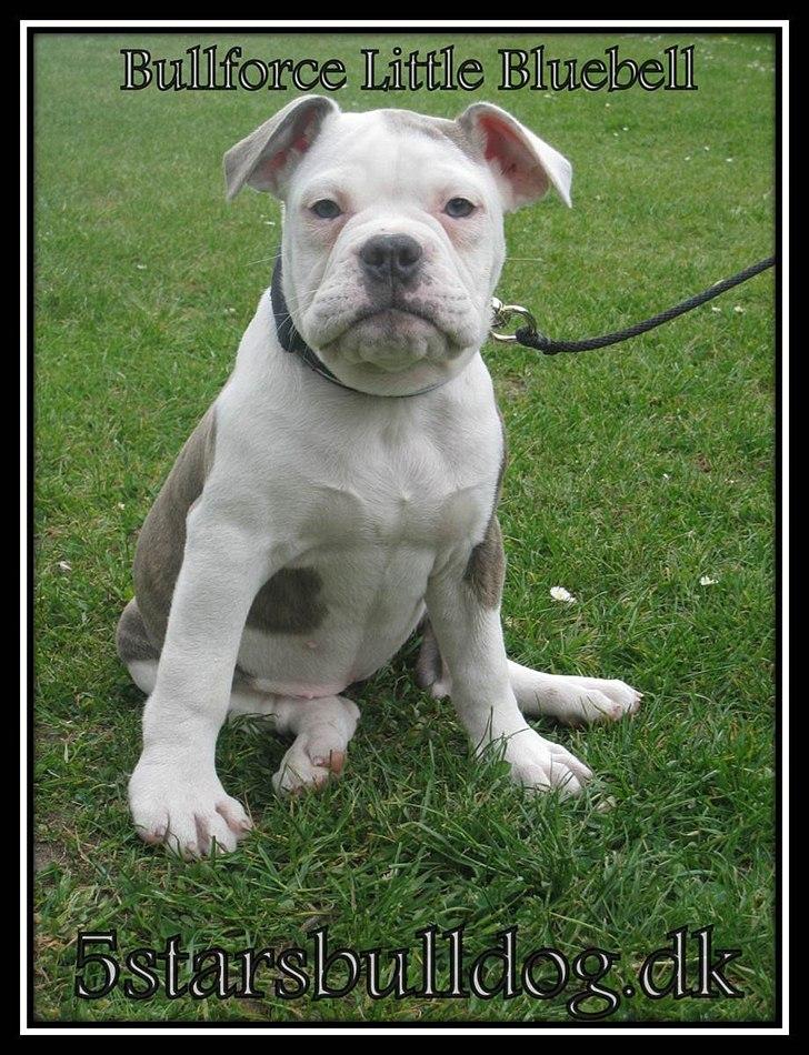 Olde english bulldogge Bullforce Little Bluebell billede 1