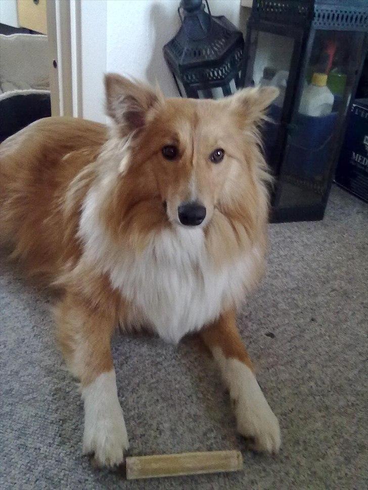 Shetland sheepdog Trunte<3 - <3 billede 4