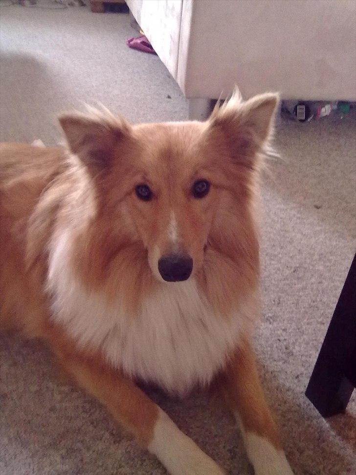 Shetland sheepdog Trunte<3 - Hej :) billede 5