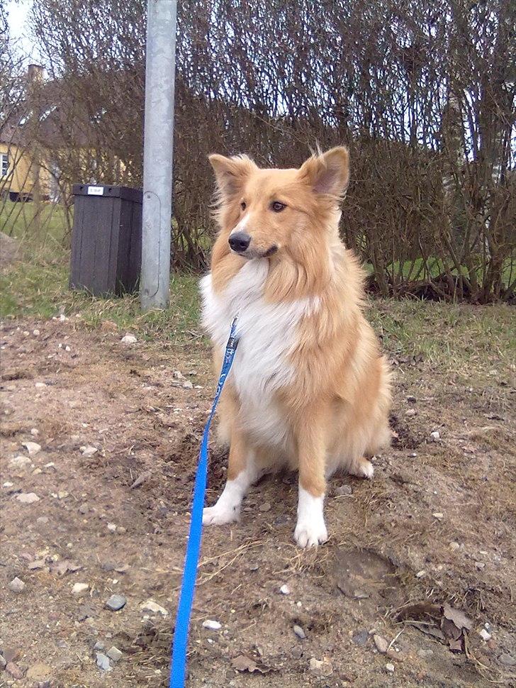 Shetland sheepdog Trunte<3 - Første dag hun var i snor:D billede 6
