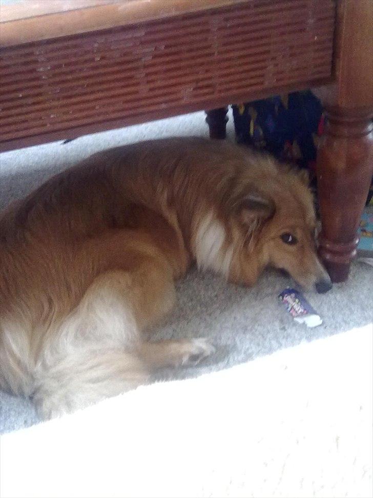 Shetland sheepdog Trunte<3 billede 7