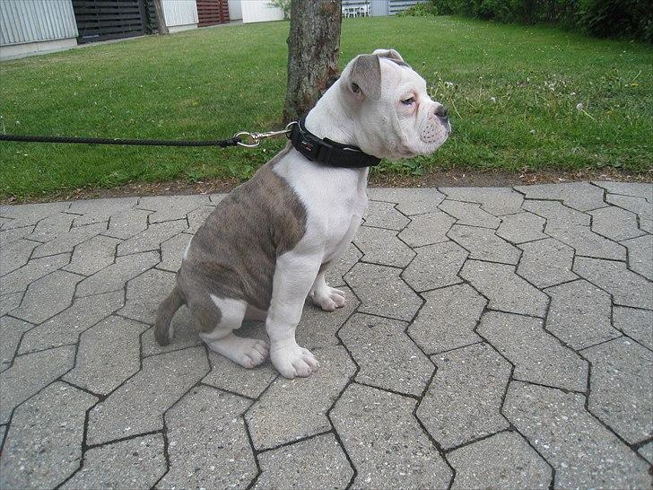 Olde english bulldogge Bullforce Little Bluebell billede 10