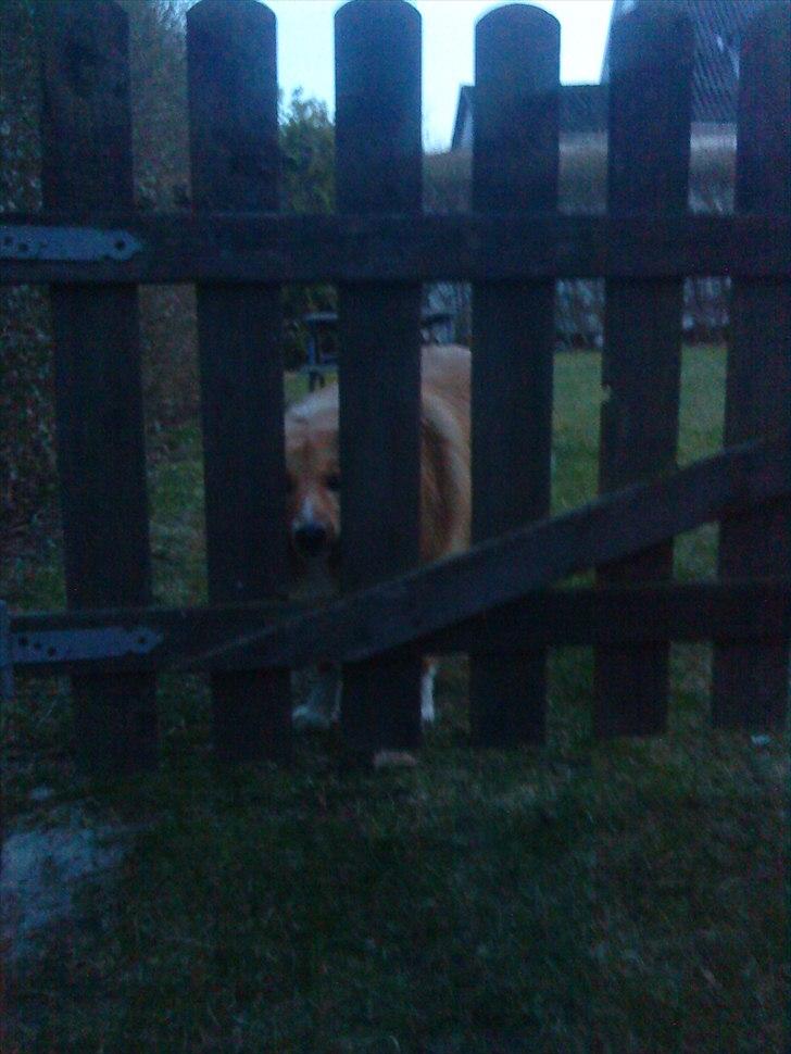 Shetland sheepdog Trunte<3 - Går du :( billede 8