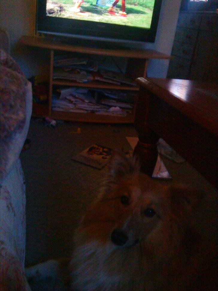 Shetland sheepdog Trunte<3 billede 9