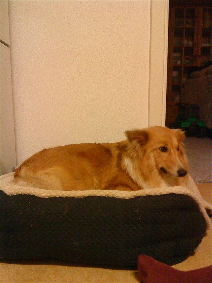 Shetland sheepdog Trunte<3 - Jeg ligger godt :) billede 10