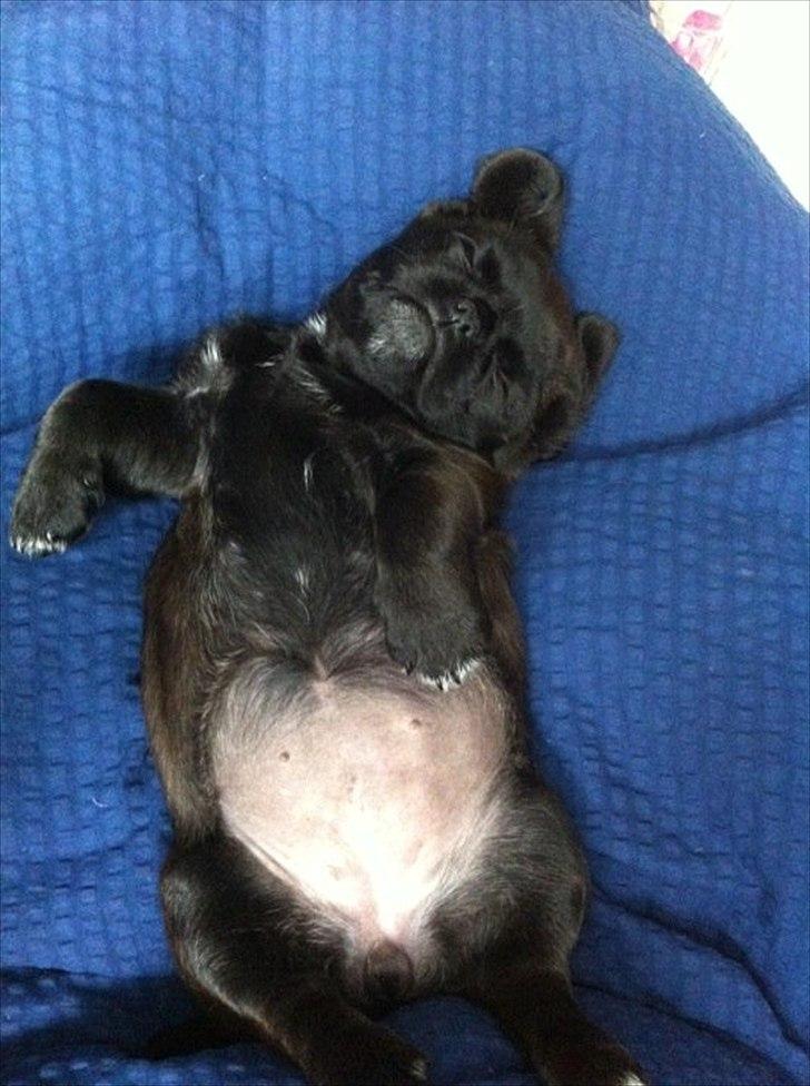 Blanding af racer Bodil Kjær - En meget træt Bodil :) billede 2