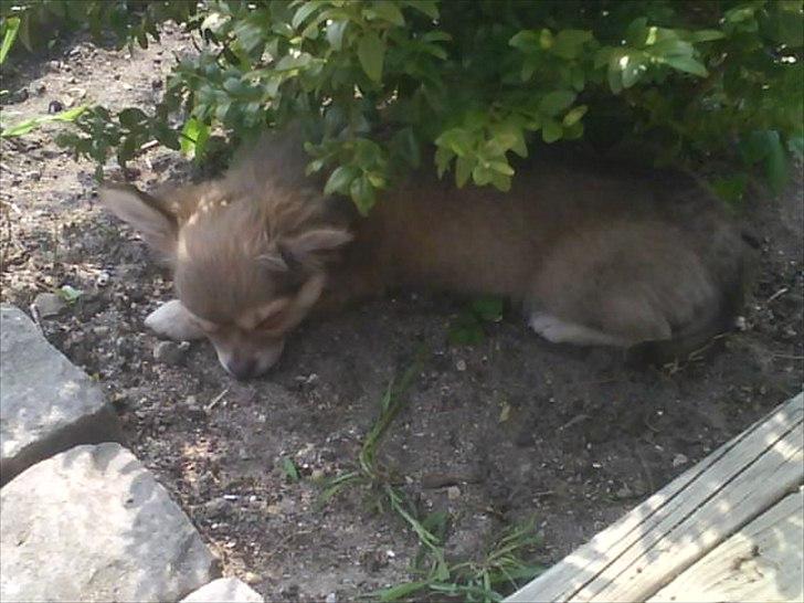 Chihuahua Pixi billede 3