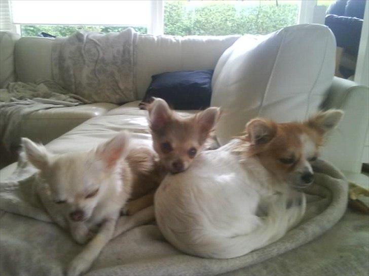 Chihuahua Pixi billede 11