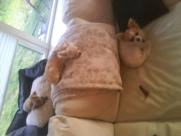 Chihuahua Diva billede 8