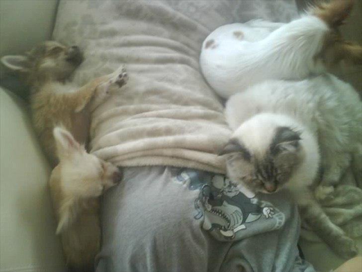 Chihuahua Diva billede 10