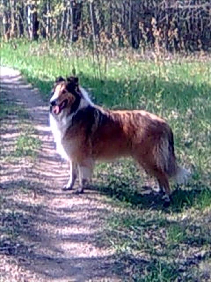 Collie langhåret WALDER billede 1