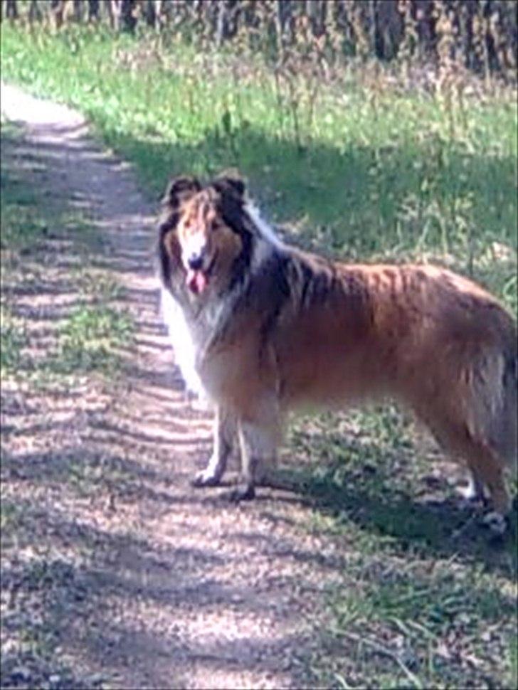 Collie langhåret WALDER billede 2