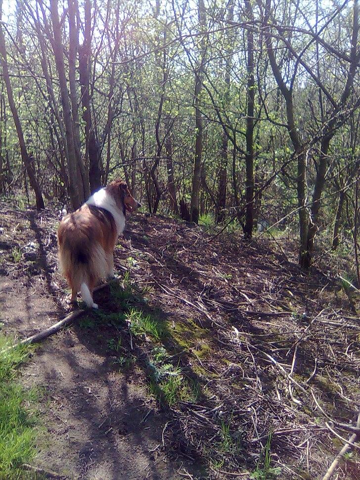 Collie langhåret WALDER billede 3