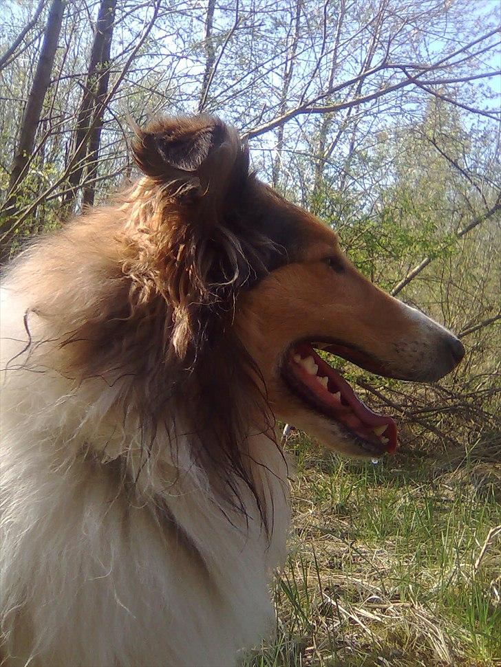 Collie langhåret WALDER billede 4