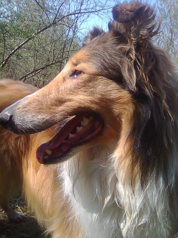 Collie langhåret WALDER billede 5