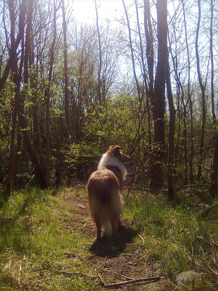 Collie langhåret WALDER billede 6