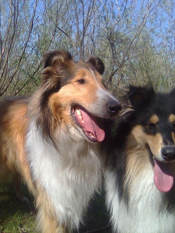 Collie langhåret WALDER billede 7