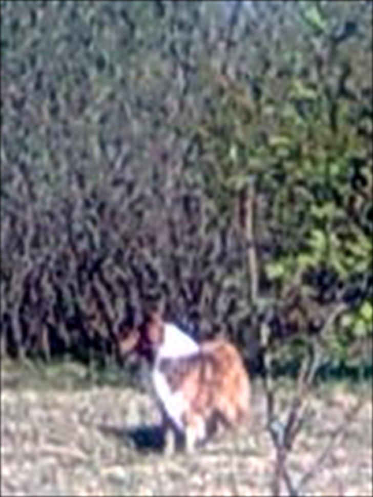 Collie langhåret WALDER billede 8