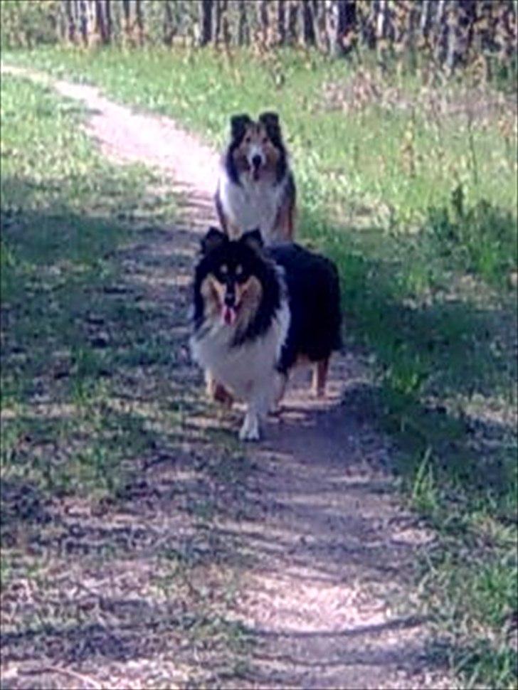 Collie langhåret WALDER billede 9