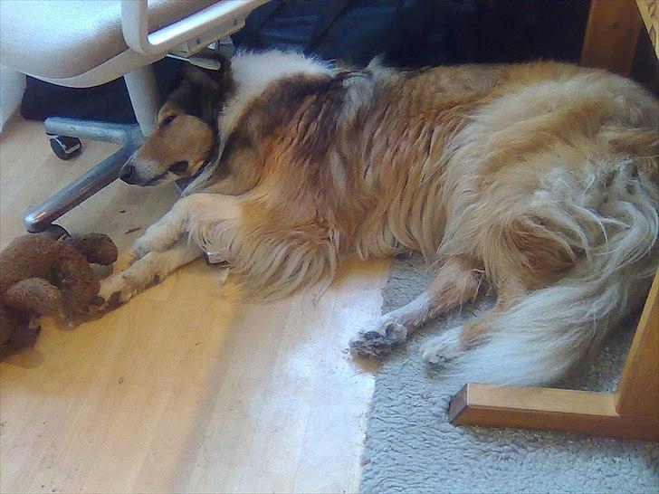 Collie langhåret WALDER billede 10