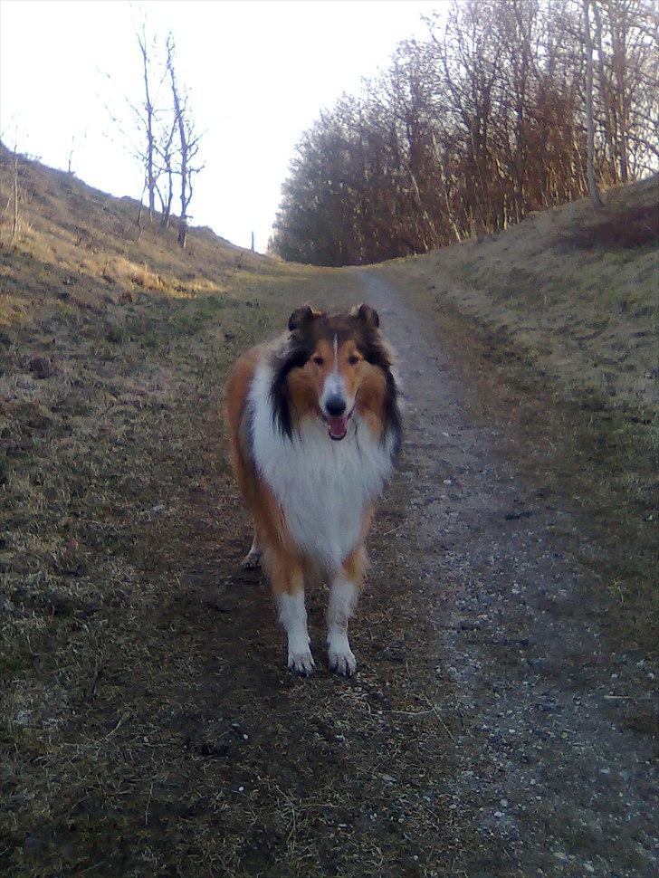 Collie langhåret WALDER billede 11