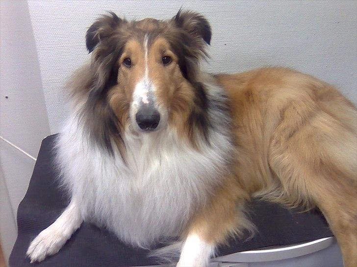 Collie langhåret WALDER billede 12