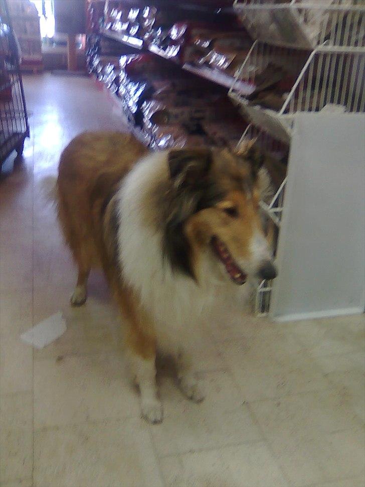 Collie langhåret WALDER billede 13