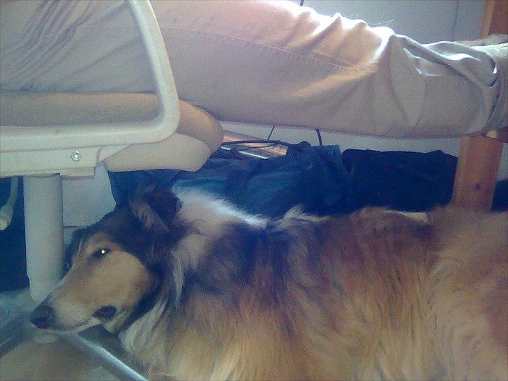 Collie langhåret WALDER billede 14