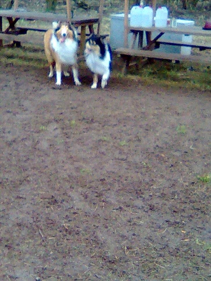 Collie langhåret WALDER billede 15