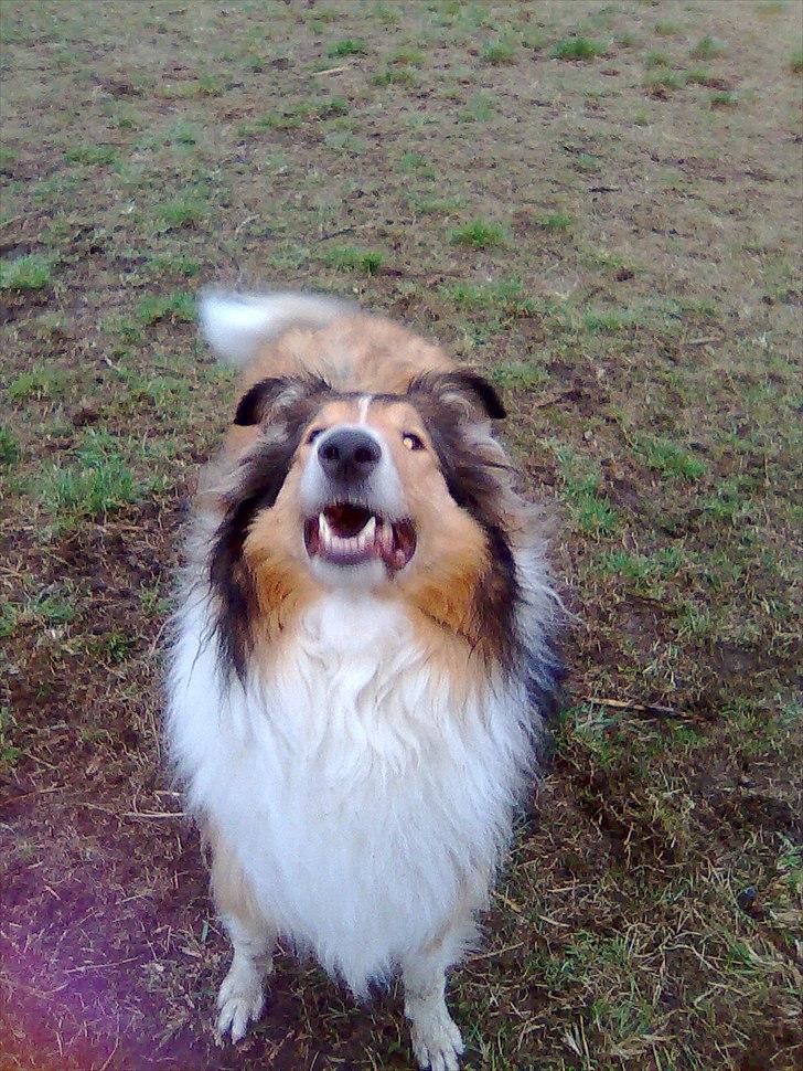 Collie langhåret WALDER billede 16