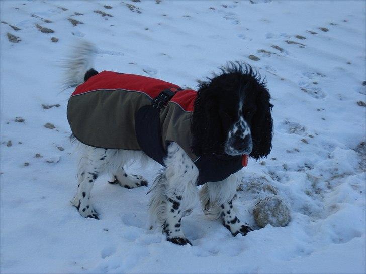 Cocker spaniel Mille. R:I.P 020811. kl. 12,27 - Vinterklædt så jeg kan holde varmen, mine hofter må ikke blive kolde billede 10