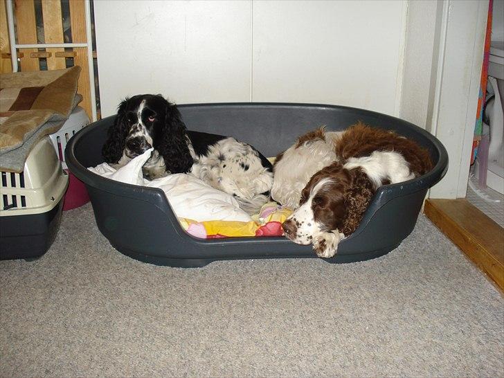 Cocker spaniel Mille. R:I.P 020811. kl. 12,27 - Min storesøster er ikke glad for , jeg ligger hos hende billede 6