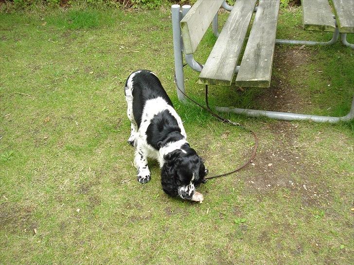 Cocker spaniel Mille. R:I.P 020811. kl. 12,27 - Spiser mørbrad i det fri billede 7