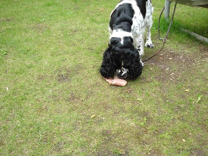 Cocker spaniel Mille. R:I.P 020811. kl. 12,27 billede 8