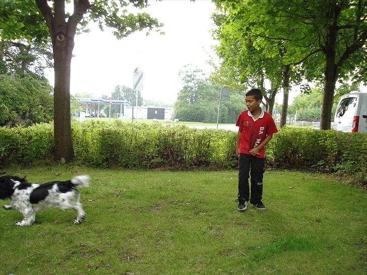 Cocker spaniel Mille. R:I.P 020811. kl. 12,27 - Leg med min ven Yoakoub billede 9