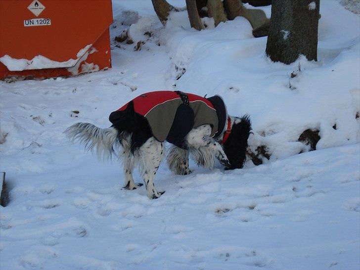 Cocker spaniel Mille. R:I.P 020811. kl. 12,27 - Snusetur i sneen billede 11