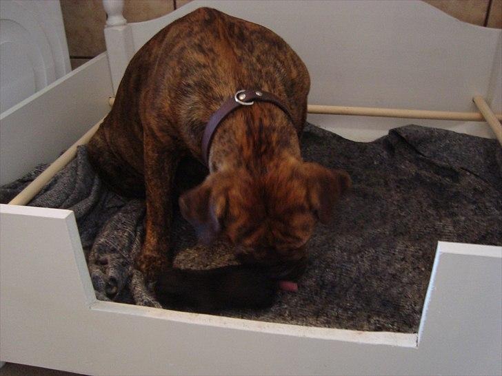 Olde english bulldogge Bertha billede 17