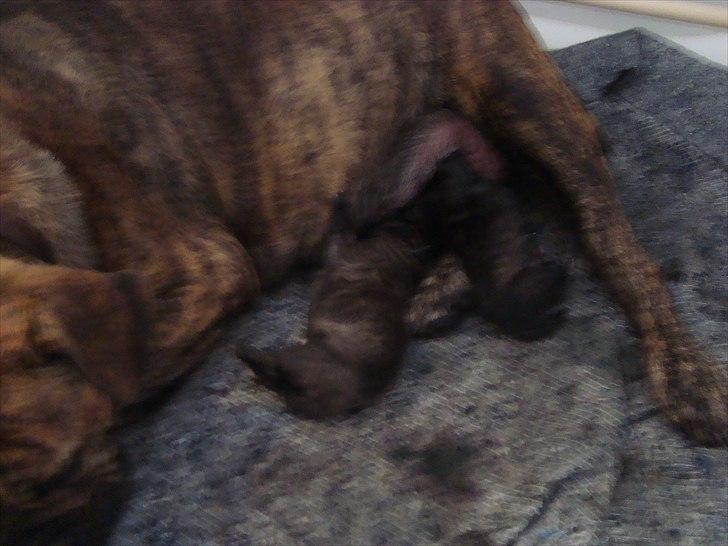 Olde english bulldogge Bertha billede 19