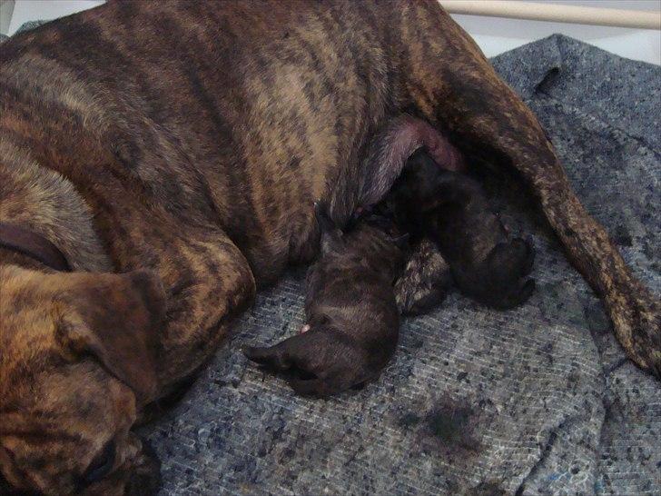 Olde english bulldogge Bertha billede 20