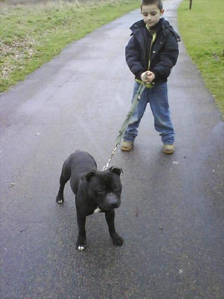 Staffordshire bull terrier Elvis  *R.I.P* - Elvis som han så ud da han kom til os.:( billede 10