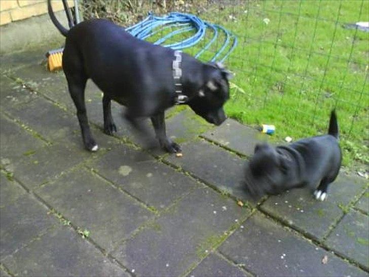 Staffordshire bull terrier Elvis  *R.I.P* billede 11