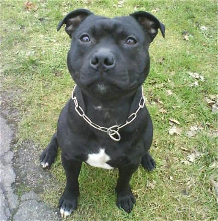 Staffordshire bull terrier Elvis  *R.I.P* billede 12