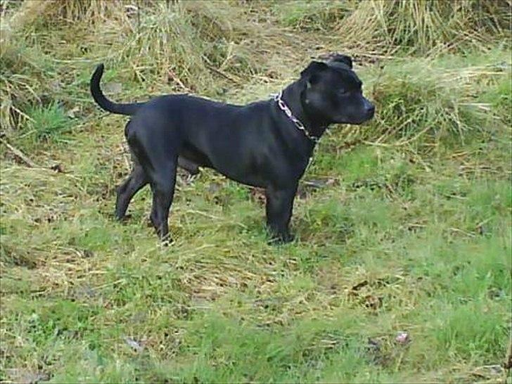 Staffordshire bull terrier Elvis  *R.I.P* billede 13